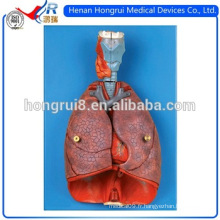 ISO Larynx, Heart And Lung Model